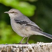 Tropical Mockingbird